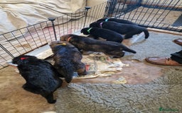 German Shepherd dogs for sale: German Shepherd puppies - Image 1