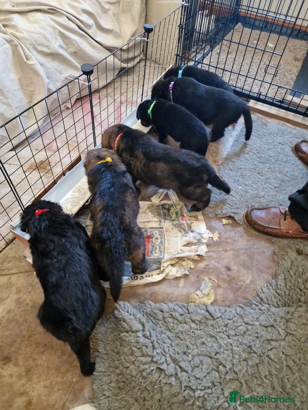 German Shepherd dogs for sale: German Shepherd puppies - Image 1