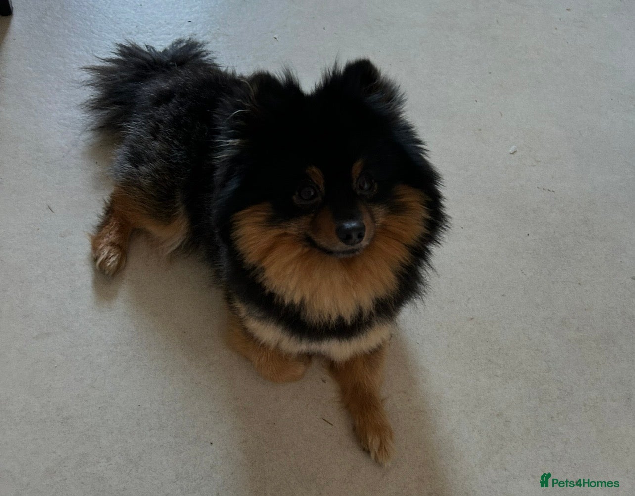 Pomsky dogs 2 Year old pomsky looking for forever home - Advert 3
