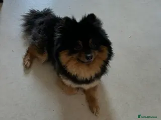 Pomsky dogs 2 Year old pomsky looking for forever home - Advert 3