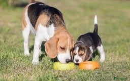 Beagle dogs for sale: Beautiful beagle puppies for sale  - Image 5