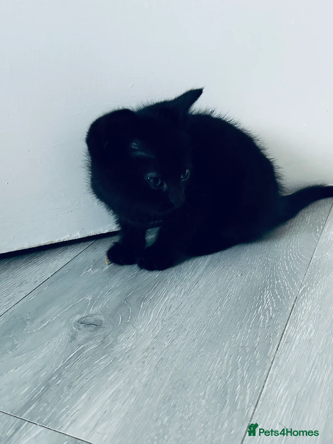 Mixed Breed cats for sale: Beautiful Male Sphynx X Tabby Mackrell Kittens  - Advert 5