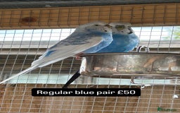 Budgerigars birds for sale: Proven pairs budgies all adult 2+ years old  - Image 11