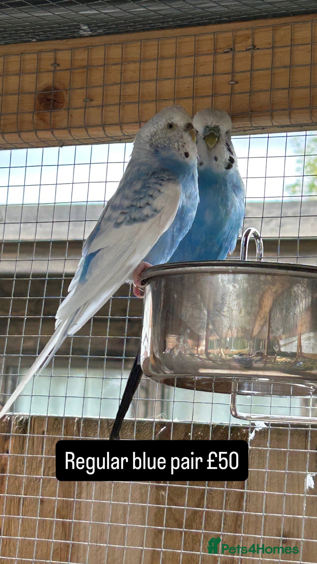 Budgerigars birds for sale: Proven pairs budgies all adult 2+ years old  - Image 11