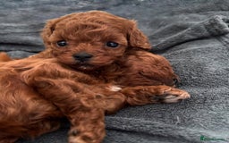 Toy Poodle dogs for sale: Purebred Toy Poodles Puppies Loving Homes! - Image 20