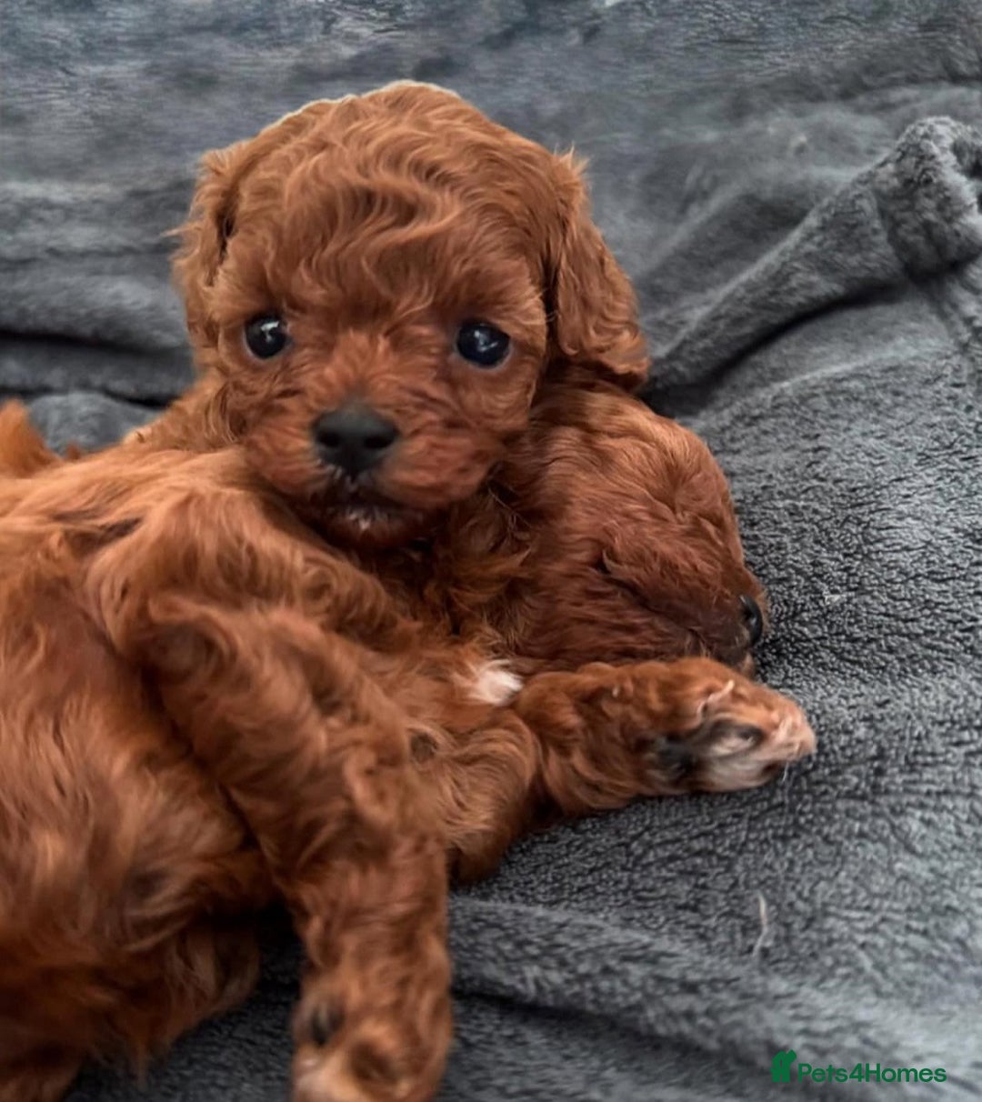 Toy Poodle dogs for sale: Purebred Toy Poodles Puppies Loving Homes! - Image 20