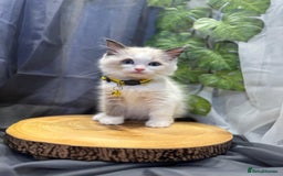 Ragdoll cats for sale: 💎 Purebred Ragdoll kittens-Champion Bloodlines 💎 - Image 26