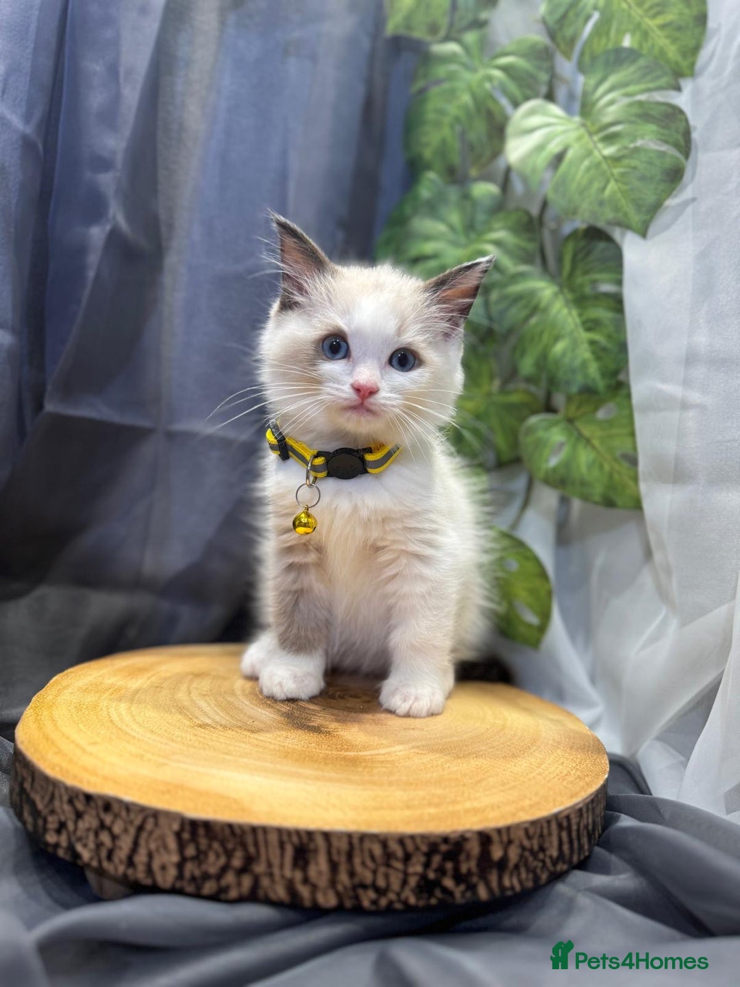 Ragdoll cats for sale: 💎 Purebred Ragdoll kittens-Champion Bloodlines 💎 - Image 26