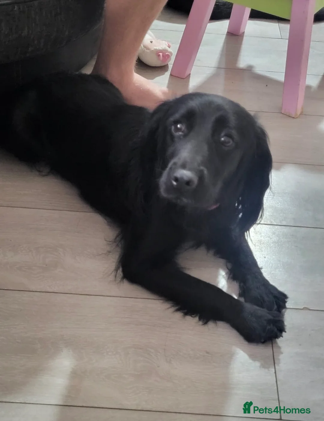 Cockapoo dogs for sale: 1 female cockapoo puppy  in Eastbourne - Advert 3
