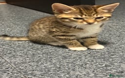 Mixed Breed cats for sale: Kittens - Image 2
