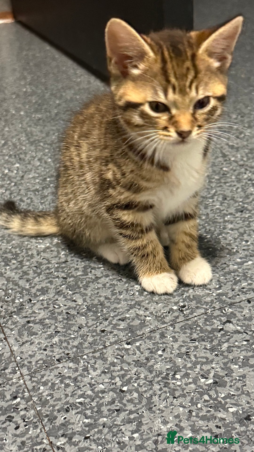 Mixed Breed cats for sale: Kittens - Image 2