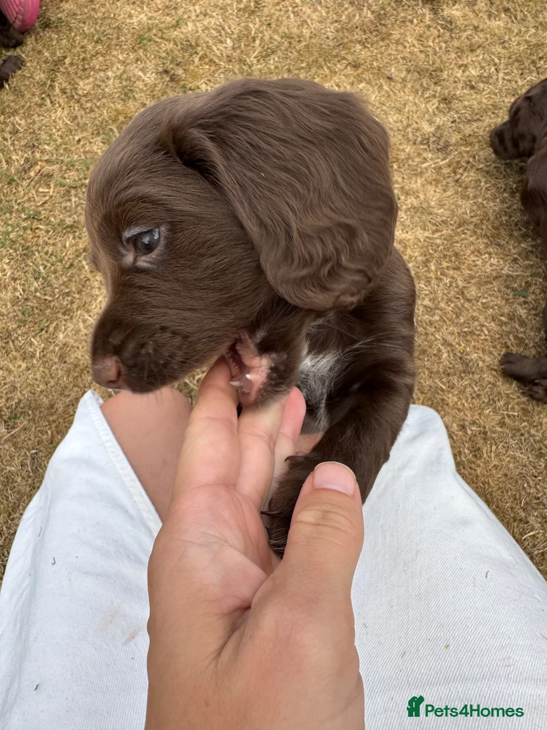 Cocker Spaniel dogs for sale: 6 Liver Cocker Spaniel Puppies - Advert 2