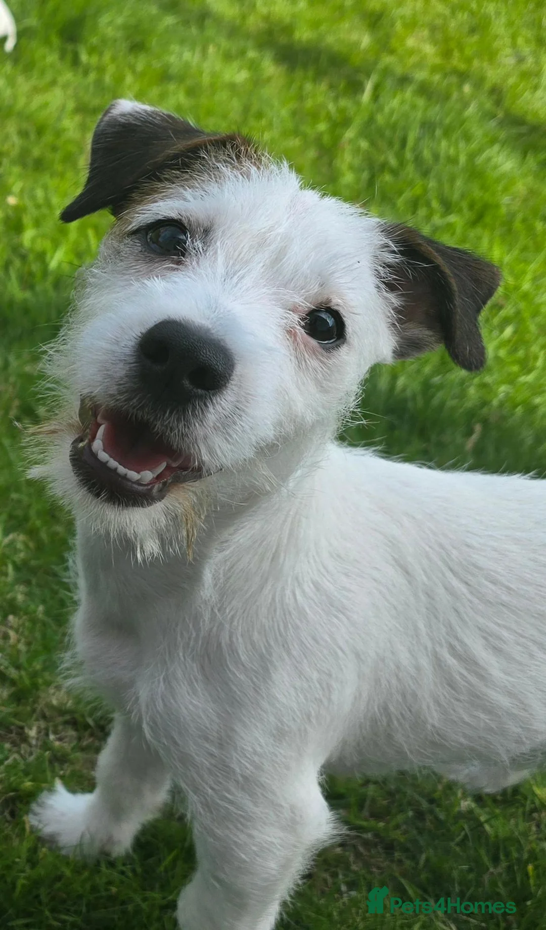 Mixed Breed dogs for sale: Jack russell/parson russell for sale in Cumnock - Advert 1