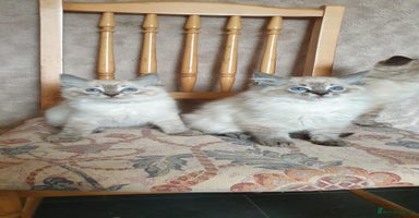 Ragdoll cats - Advert 16