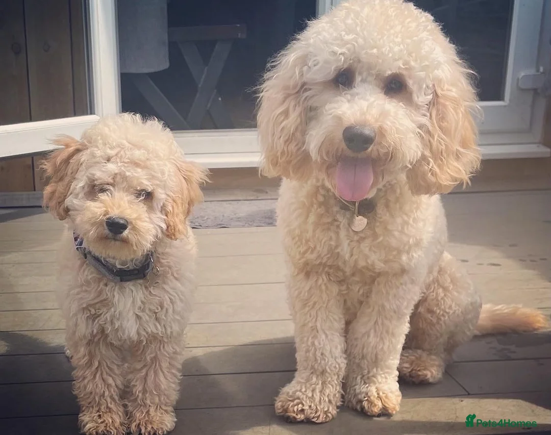 Poodle dogs for stud: FOR STUD Moyen Poodle (proven)  in Northampton - Advert 4