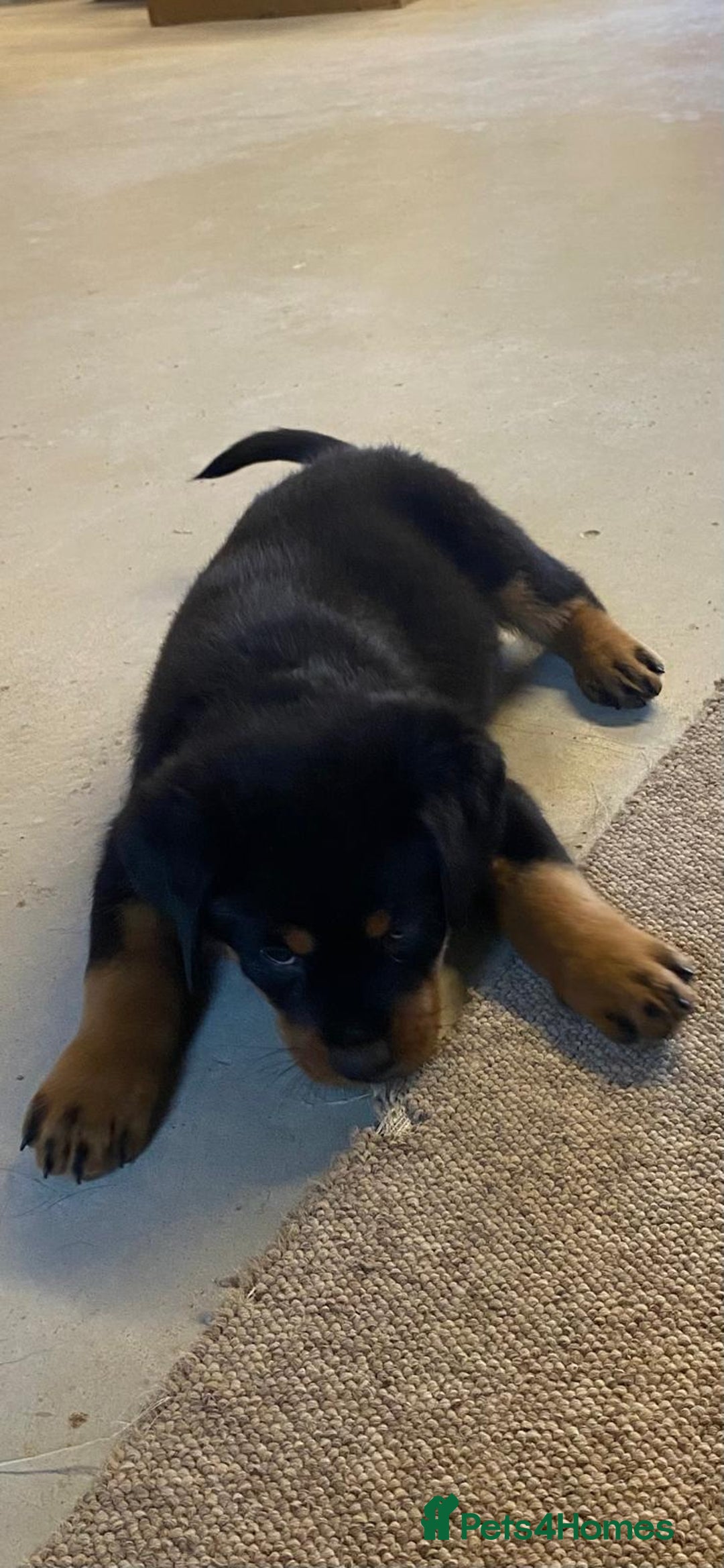 Rottweiler dogs for sale: Champion Bloodline Rottweilers - Image 25