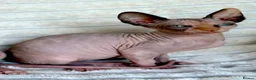 Sphynx cats for sale: Beautiful Sphynx Girl Ready for Her Forever Home  - Advert 9
