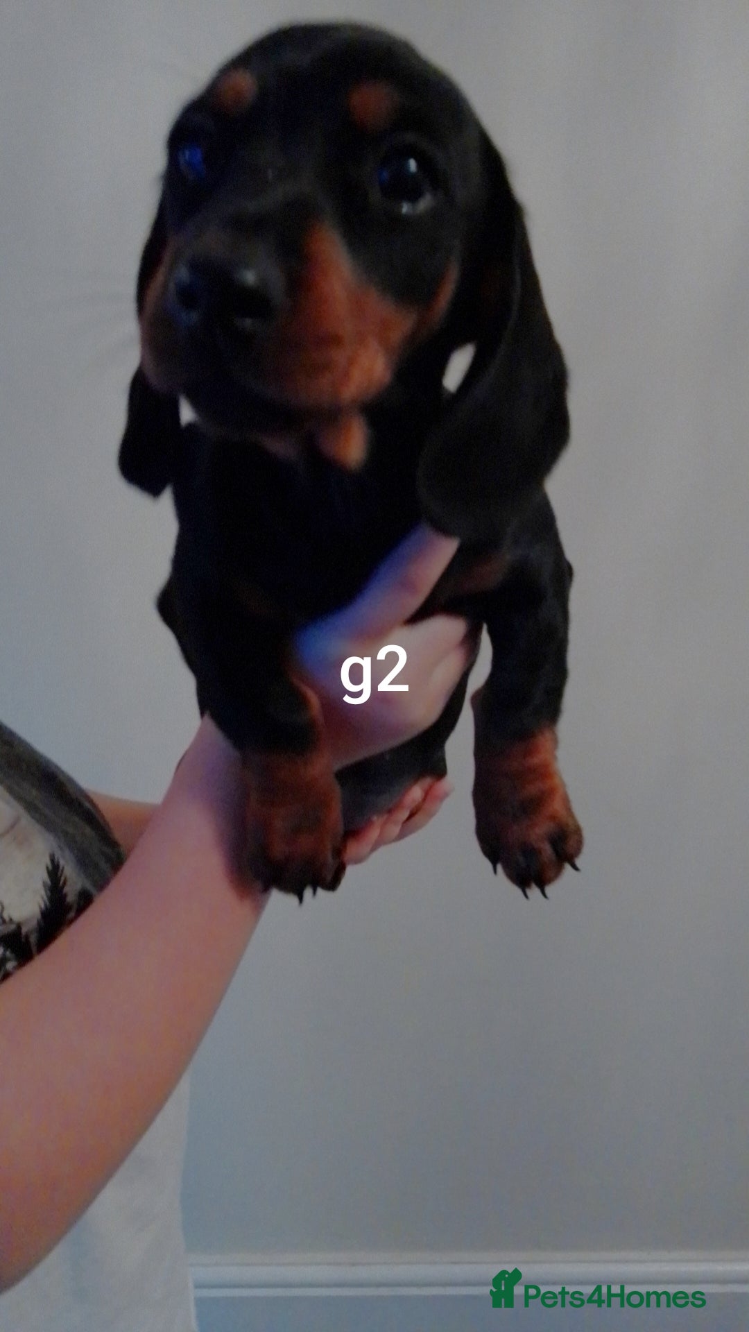 Miniature Dachshund dogs for sale: Mini dasch black & tan - Advert 4