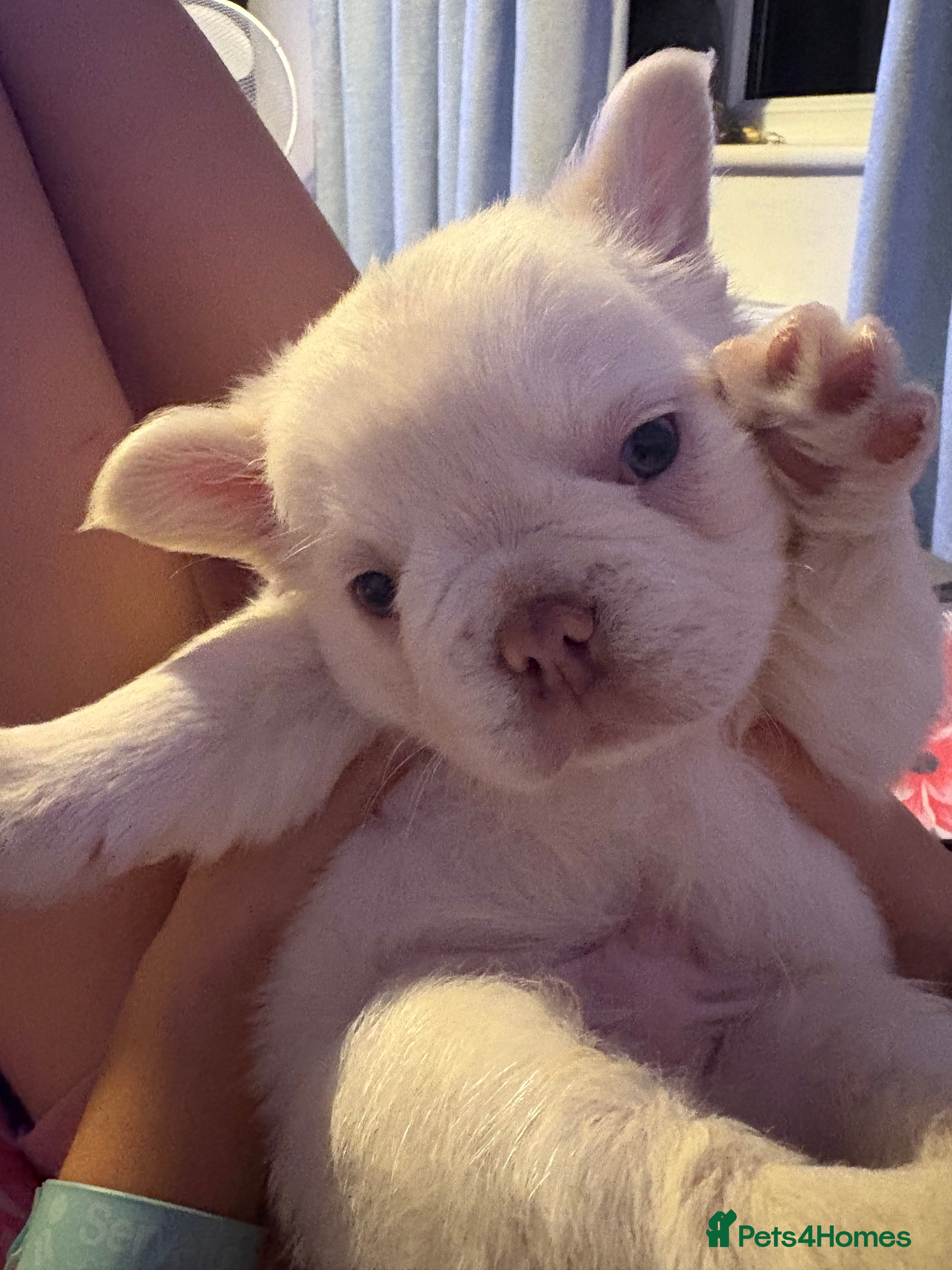 French Bulldog dogs Visual fluffy French bulldogs - Advert 12