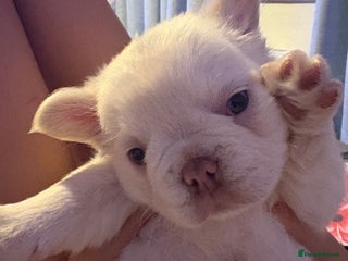 French Bulldog dogs Visual fluffy French bulldogs - Advert 18