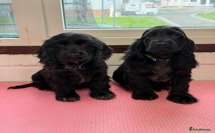 Cocker Spaniel dogs - Advert 15
