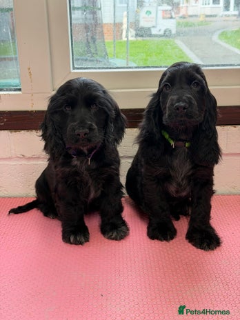 Cocker Spaniel dogs - Advert 3