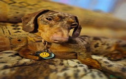 Dachshund dogs for sale: Loving dachshund  - Image 2