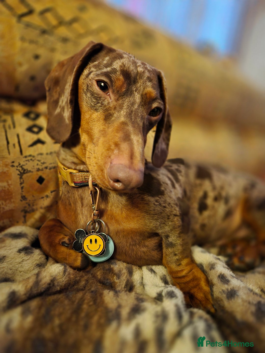Dachshund dogs for sale: Loving dachshund  - Image 2