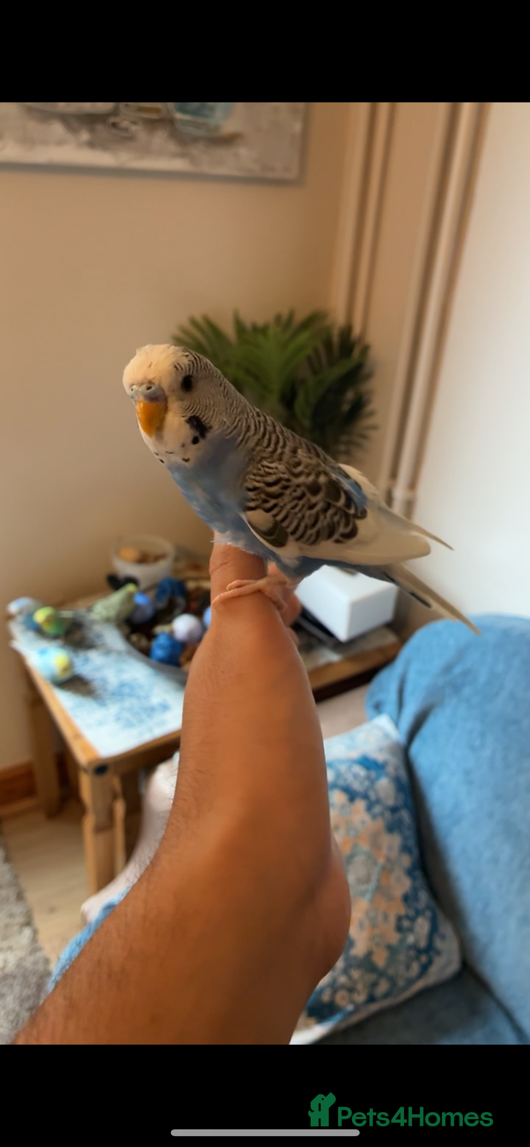 Mixed Breed birds for sale: Cute Birds - Image 10