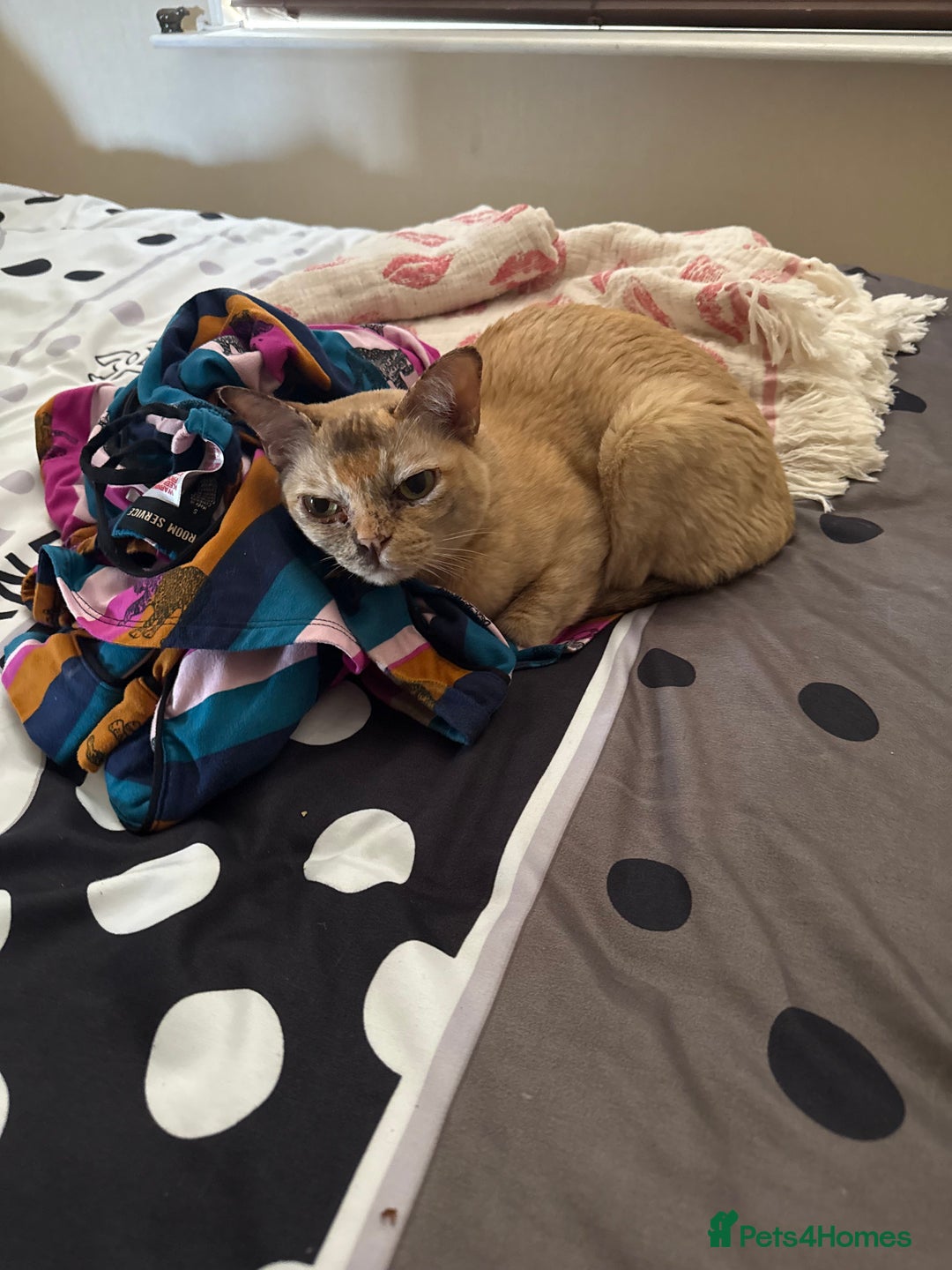 Burmese cats for sale: Cookie - Image 4