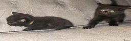 British Shorthair cats for sale: British shorthair cross kittens  - Advert 10