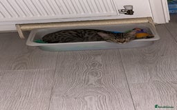 Bengal cats for sale: Half Bengal Half Tabby  - Image 6