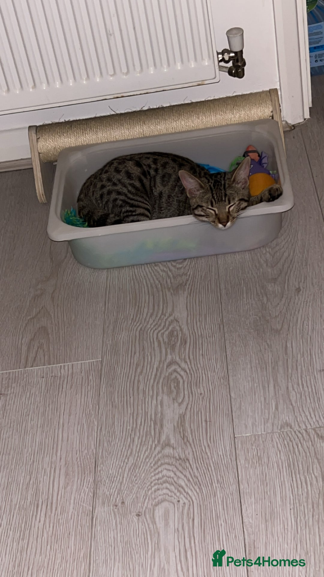 Bengal cats for sale: Half Bengal Half Tabby  - Image 6