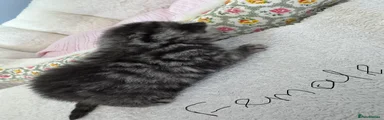 British Shorthair 2