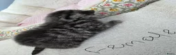 British Shorthair cats for sale: British Shorthair KittenSmoke Tabby  3 Girls 1 Boy - Advert 22