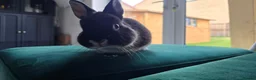 Netherland Dwarf rabbits for sale: Netherland Dwarf, 1 Yr Old - Advert 7