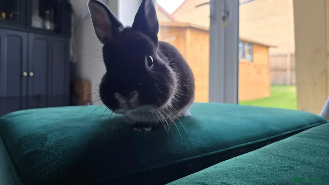 Netherland Dwarf rabbits for sale: Netherland Dwarf, 1 Yr Old - Advert 7