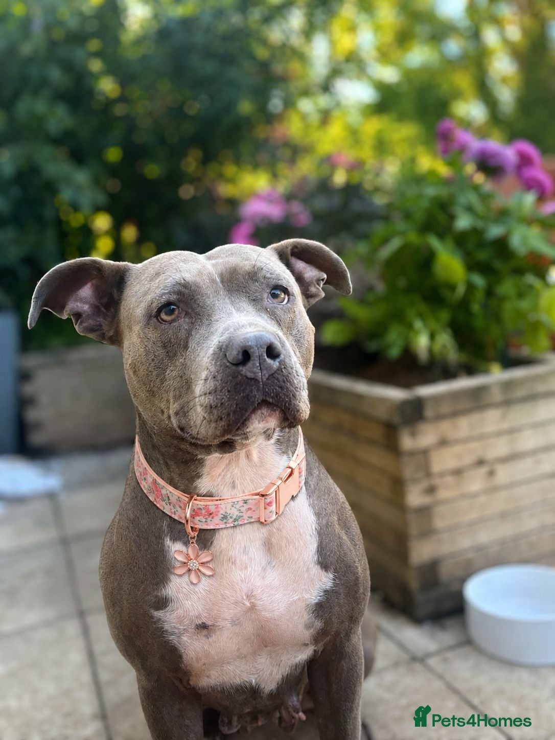 Staffordshire Bull Terrier dogs Adorable Puppies Looking For Their Forever Homes - Advert 2