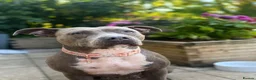 Staffordshire Bull Terrier dogs for sale: Adorable Puppies Looking For Their Forever Homes - Advert 2