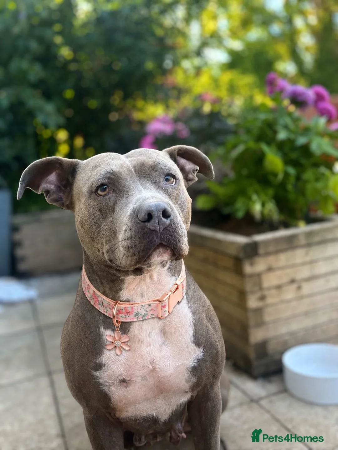 Staffordshire Bull Terrier dogs for sale: Adorable Puppies Looking For Their Forever Homes - Advert 2