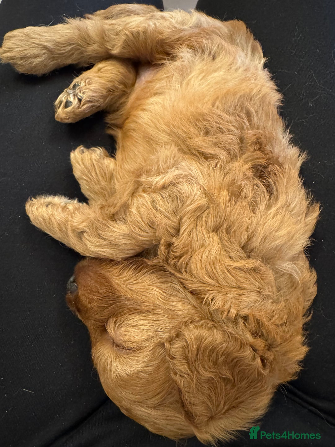 Cavapoo dogs for sale: Beautiful TOY Cavapoo puppies  - Image 2