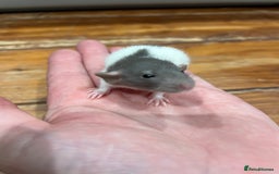 Rat rodents for sale: Pet rats for sale male and female Ava  - Image 2