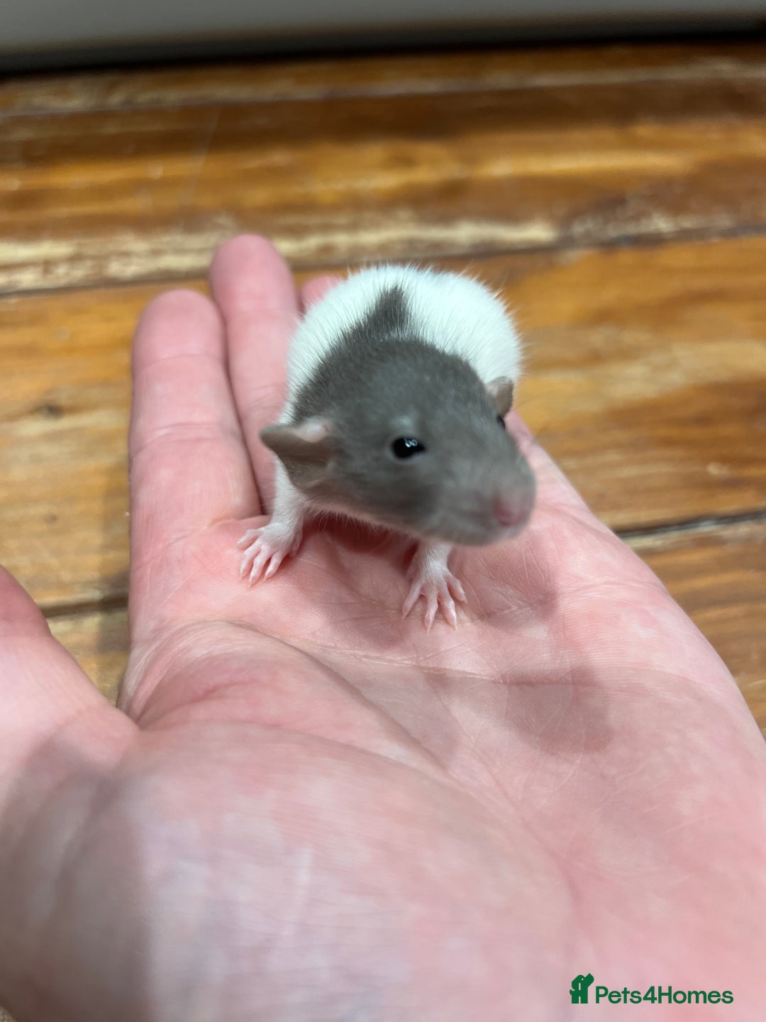 Rat rodents for sale: Pet rats for sale male and female Ava  - Image 2