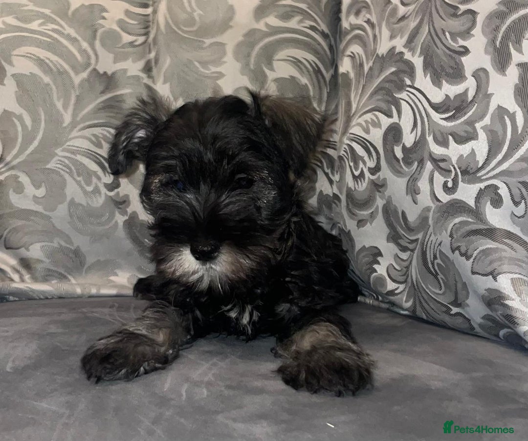 Miniature Schnauzer dogs for sale: KC Pedigree Mini Schnauzer - Advert 11