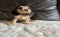 Cocker Spaniel dogs for sale: Show type Cocker Spaniel Puppies - Image 16