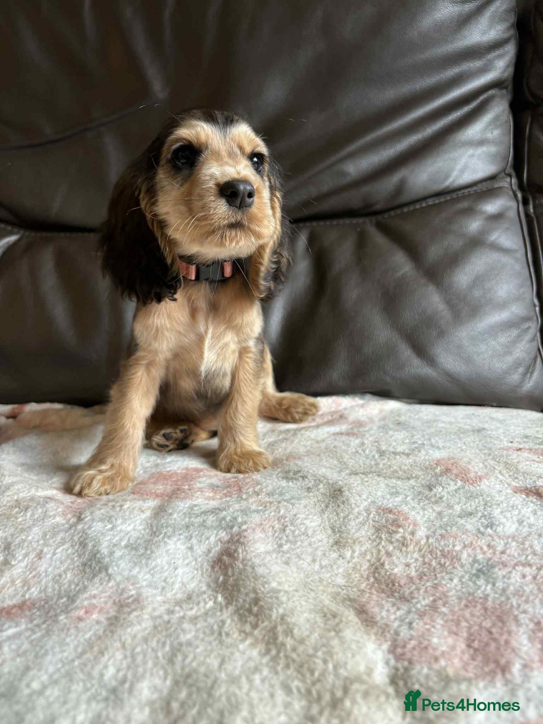 Cocker Spaniel dogs for sale: Show type Cocker Spaniel Puppies - Image 16