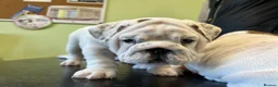 English Bulldog dogs for sale: English bulldogs - Advert 20