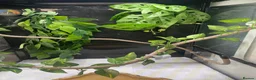 Frog reptiles for sale: 6 red eye tree frogs and enclosure  - Advert 12