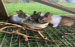 Dutch rabbits for sale: Dutch rabbits - Image 2