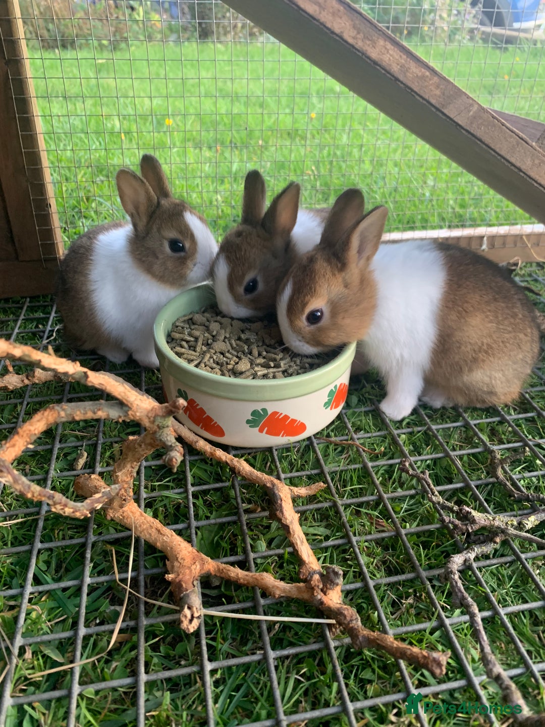 Dutch rabbits for sale: Dutch rabbits - Image 2